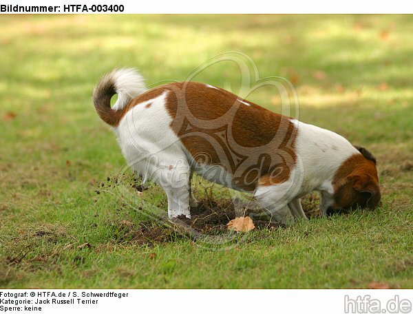 Jack Russell Terrier / HTFA-003400