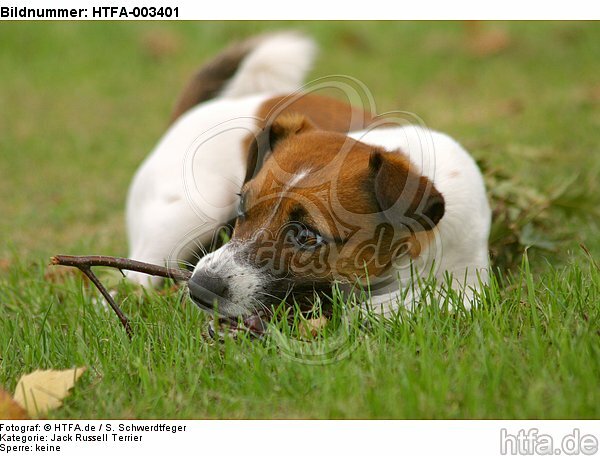 Jack Russell Terrier / HTFA-003401
