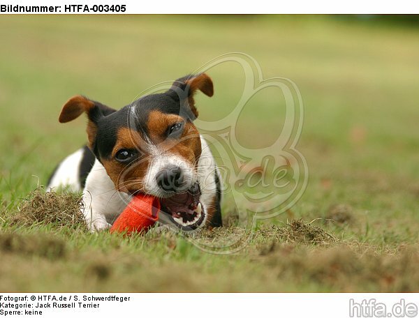 Jack Russell Terrier / HTFA-003405