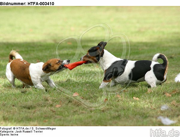 Jack Russell Terrier / HTFA-003410
