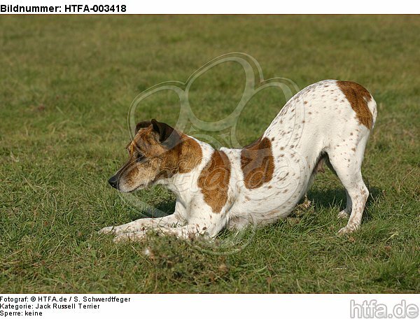 Jack Russell Terrier / HTFA-003418