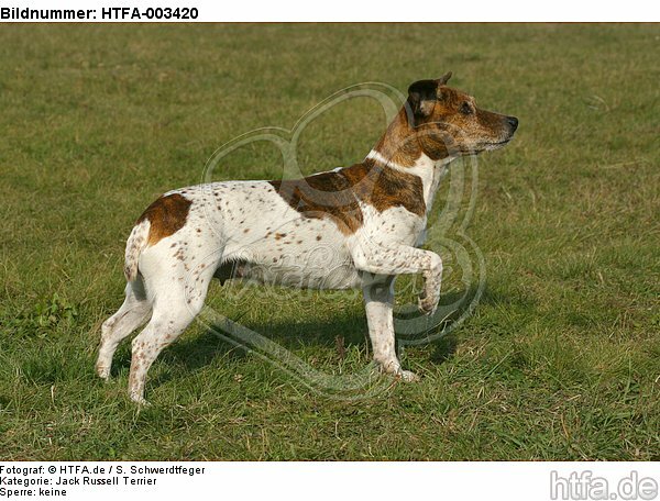 Jack Russell Terrier / HTFA-003420