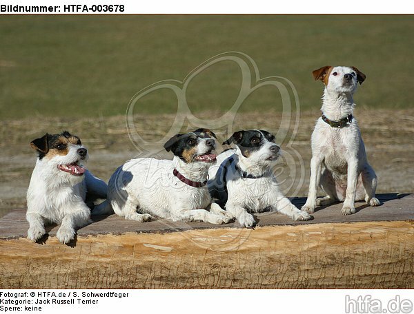 Jack und Parson Russell Terrier / Jack and Parson Russell Terrier / HTFA-003678