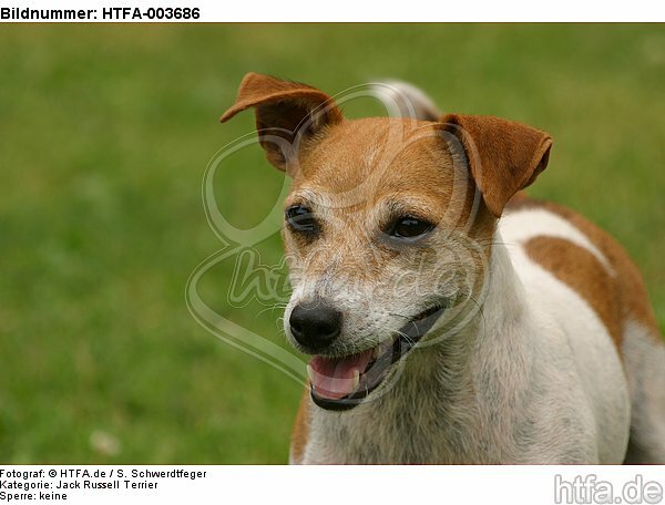 Jack Russell Terrier / HTFA-003686