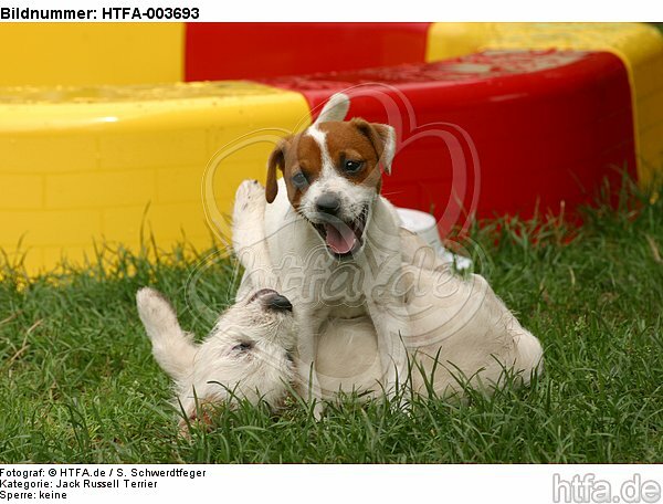 Jack Russell Terrier Welpen / Jack Russell Terrier puppies / HTFA-003693