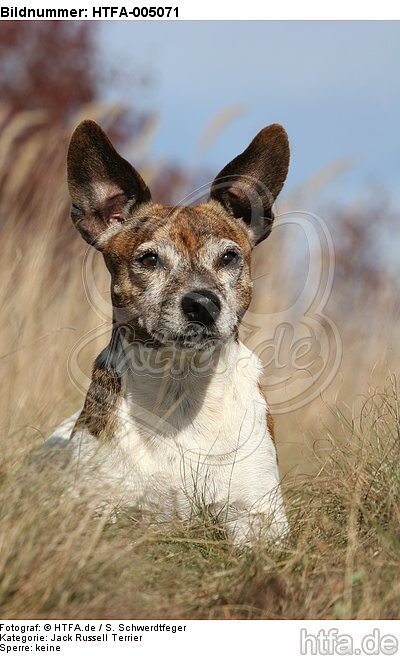 Jack Russell Terrier / HTFA-005071