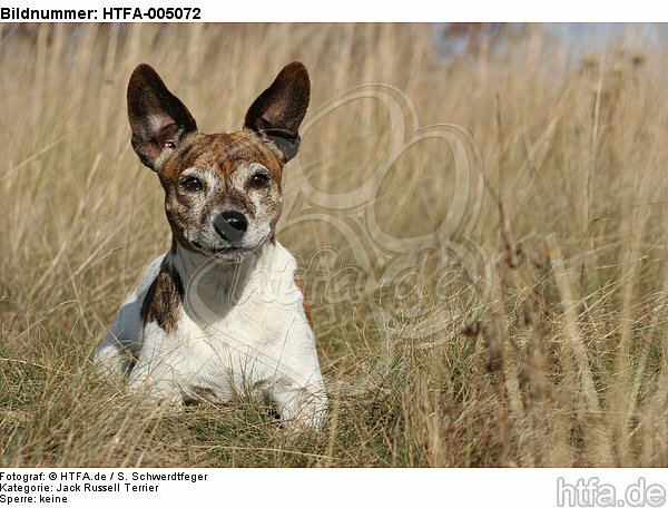 Jack Russell Terrier / HTFA-005072