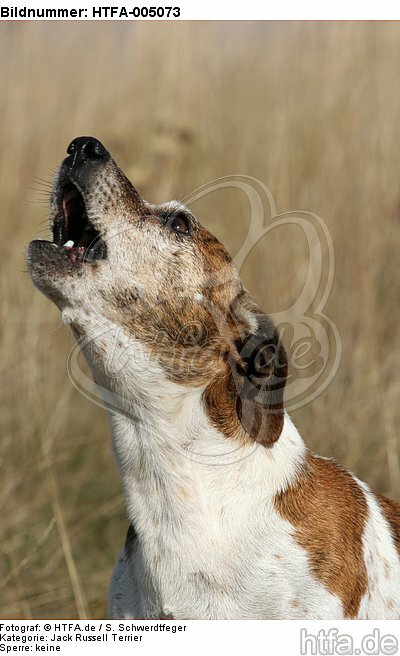 Jack Russell Terrier / HTFA-005073
