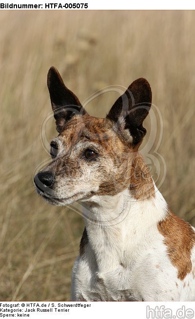 Jack Russell Terrier / HTFA-005075