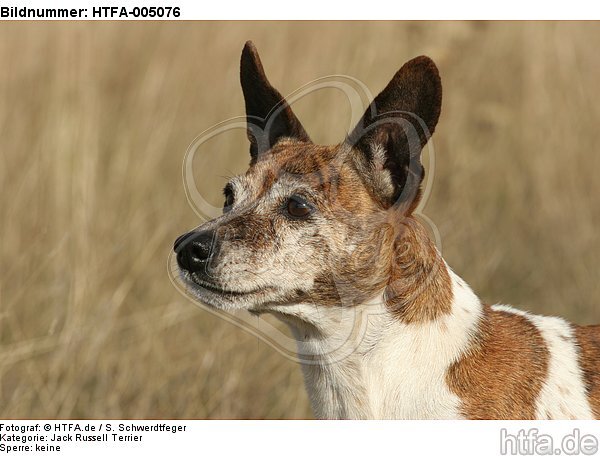 Jack Russell Terrier / HTFA-005076