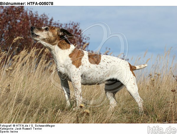 Jack Russell Terrier / HTFA-005078
