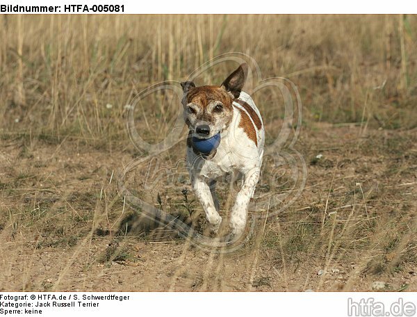 Jack Russell Terrier / HTFA-005081