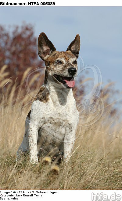 Jack Russell Terrier / HTFA-005089