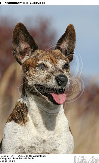 Jack Russell Terrier / HTFA-005090
