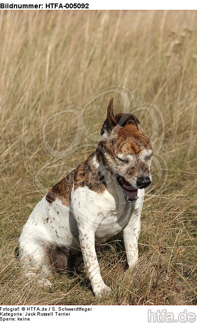 Jack Russell Terrier / HTFA-005092