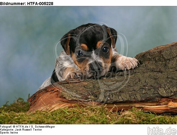 Jack Russell Terrier Welpe / jack russell terrier puppy / HTFA-005228