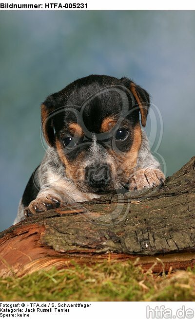 Jack Russell Terrier Welpe / jack russell terrier puppy / HTFA-005231