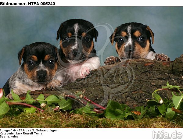 Jack Russell Terrier Welpen / jack russell terrier puppies / HTFA-005240