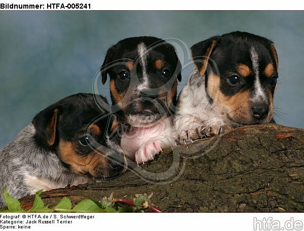 Jack Russell Terrier Welpen / jack russell terrier puppies / HTFA-005241