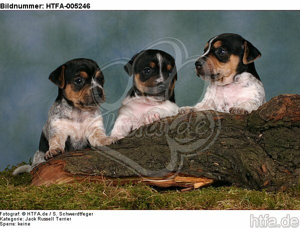 Jack Russell Terrier Welpen / jack russell terrier puppies / HTFA-005246