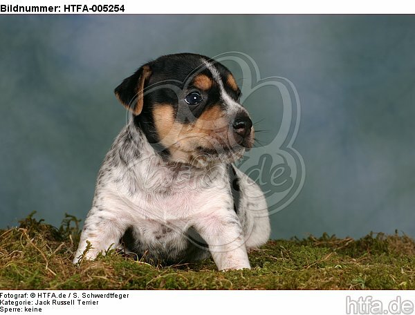 Jack Russell Terrier Welpe / jack russell terrier puppy / HTFA-005254