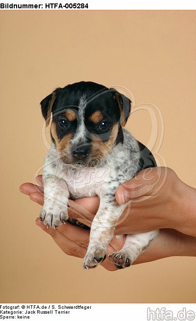 Jack Russell Terrier Welpe / jack russell terrier puppy / HTFA-005284