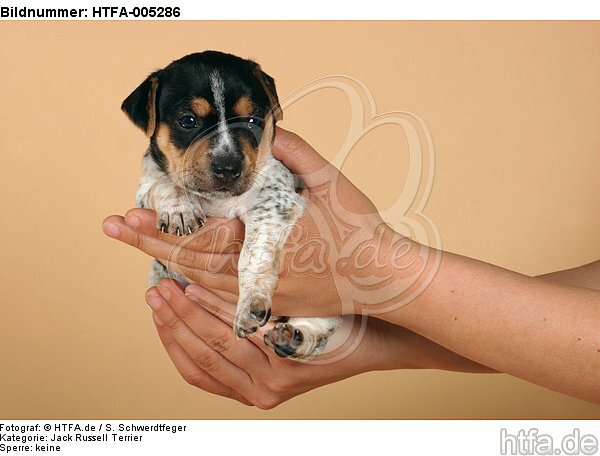 Jack Russell Terrier Welpe / jack russell terrier puppy / HTFA-005286
