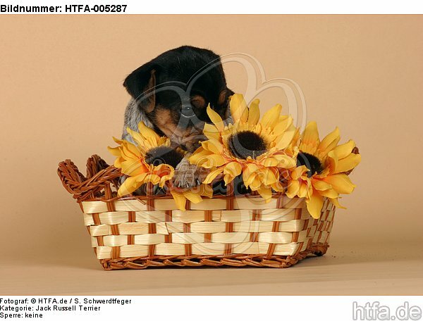 Jack Russell Terrier Welpe / jack russell terrier puppy / HTFA-005287