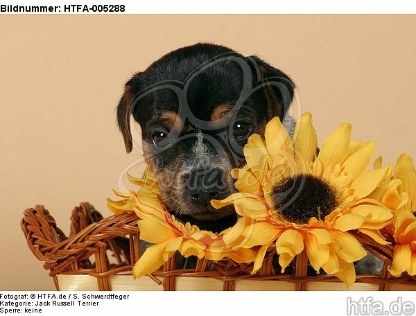 Jack Russell Terrier Welpe / jack russell terrier puppy / HTFA-005288