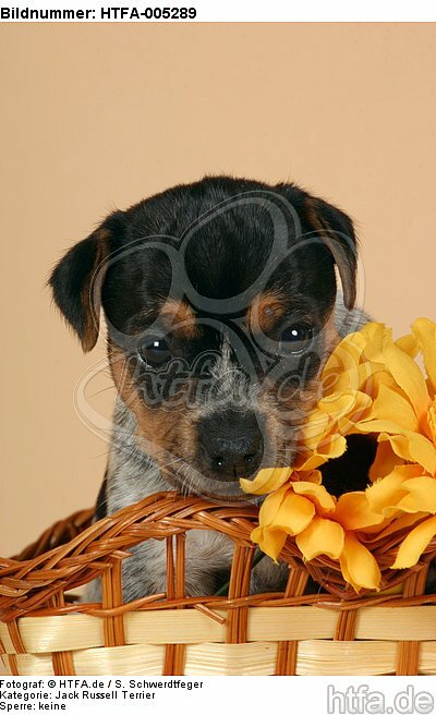 Jack Russell Terrier Welpe / jack russell terrier puppy / HTFA-005289