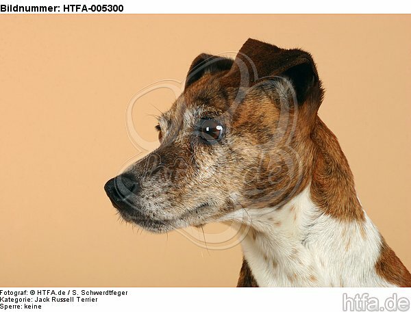 Jack Russell Terrier / HTFA-005300