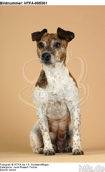 Jack Russell Terrier / HTFA-005301