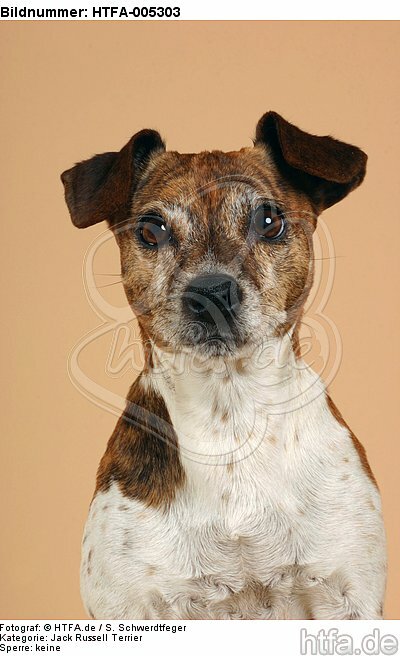 Jack Russell Terrier / HTFA-005303
