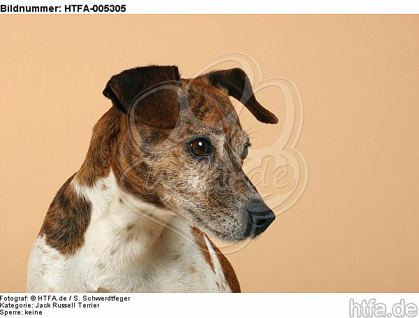 Jack Russell Terrier / HTFA-005305