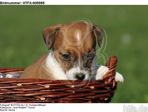 Jack Russell Terrier Welpe / jack russell terrier puppy / HTFA-005955