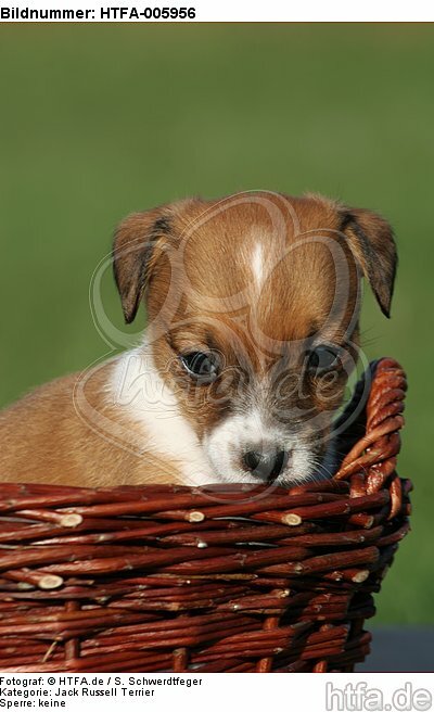Jack Russell Terrier Welpe / jack russell terrier puppy / HTFA-005956