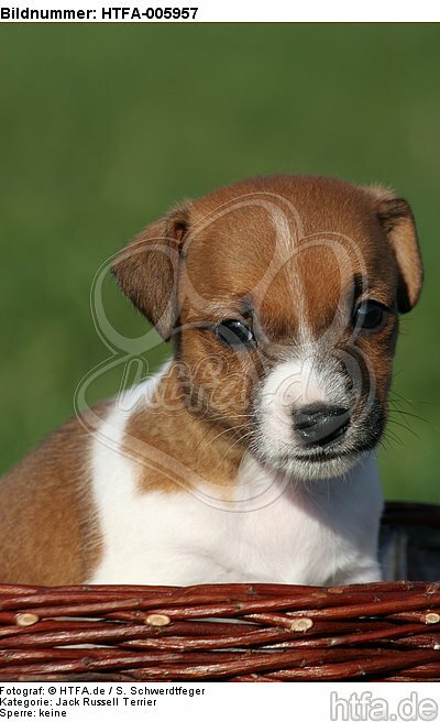 Jack Russell Terrier Welpe / jack russell terrier puppy / HTFA-005957