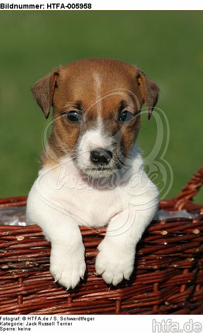 Jack Russell Terrier Welpe / jack russell terrier puppy / HTFA-005958