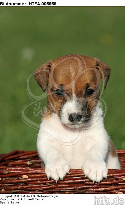 Jack Russell Terrier Welpe / jack russell terrier puppy / HTFA-005959