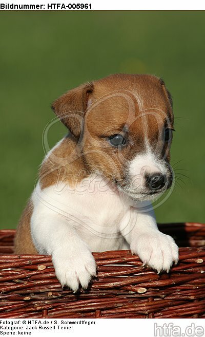 Jack Russell Terrier Welpe / jack russell terrier puppy / HTFA-005961