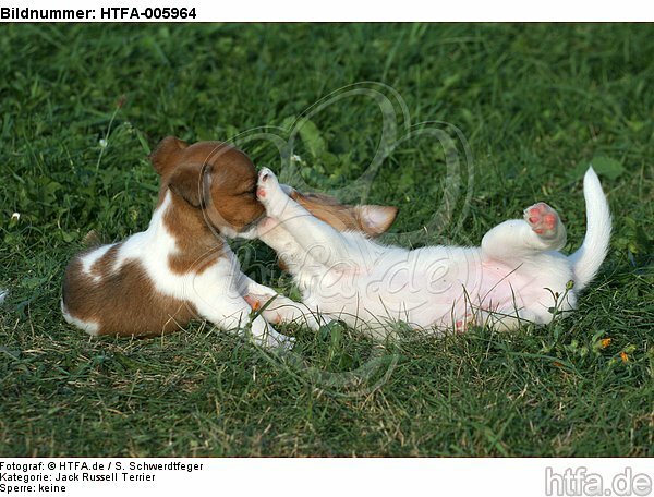 Jack Russell Terrier Welpen / jack russell terrier puppies / HTFA-005964