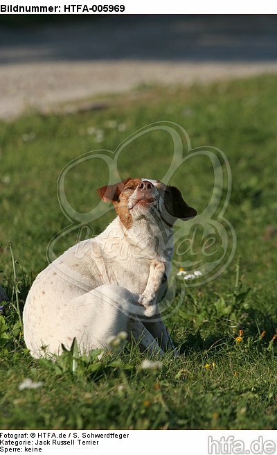 Jack Russell Terrier / HTFA-005969