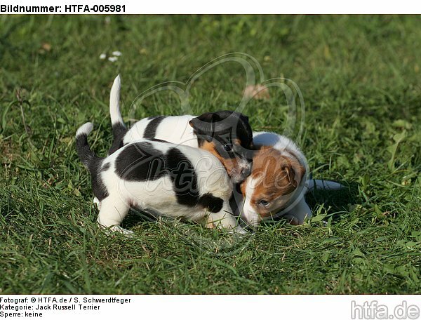 Jack Russell Terrier Welpen / jack russell terrier puppies / HTFA-005981