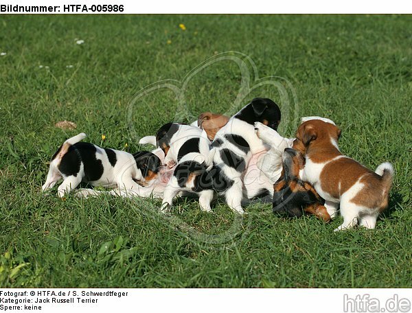 Jack Russell Terrier / HTFA-005986