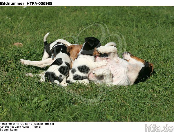 Jack Russell Terrier / HTFA-005988
