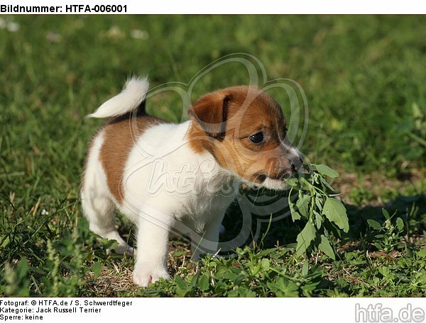 Jack Russell Terrier Welpe / jack russell terrier puppy / HTFA-006001