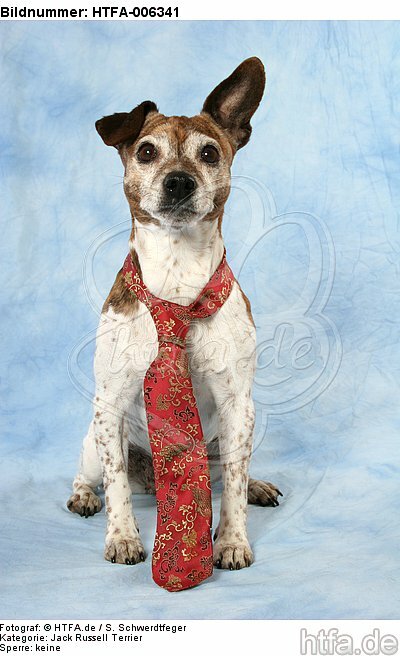 Jack Russell Terrier / HTFA-006341