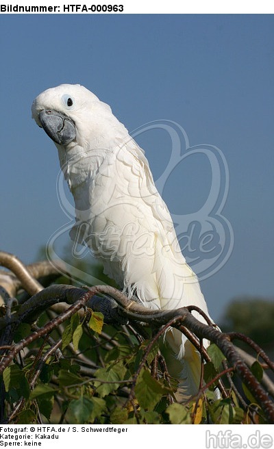 Kakadu / cockatoo / HTFA-000963