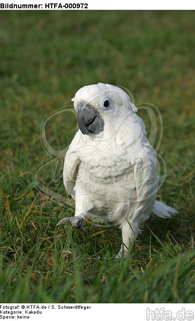 Kakadu im Gras / cockatoo in grass / HTFA-000972