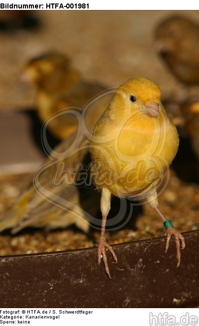 Kanarienvogel / canary / HTFA-001981